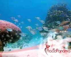 Slider image (3) PlacidWay Panama